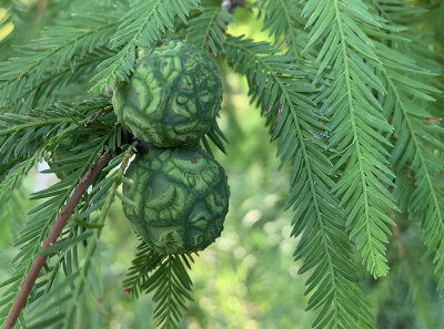 Baldcypress