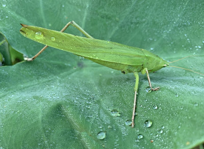 Broad-tipped Conehead