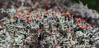 British Soldier Lichen