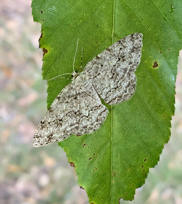 Small Engrailed (6597)