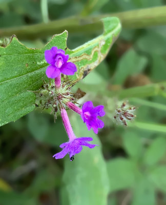 Vervain, Slender