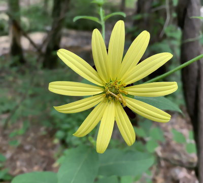 Sunflower, Woodland
