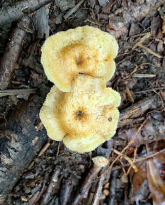 Golden-gilled Gerronema