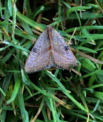 Wedgeling Moth (9688)