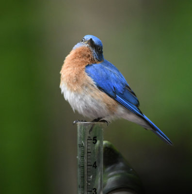 Eastern Bluebirds