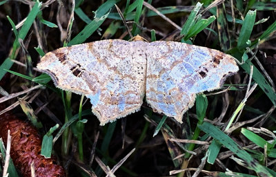 Common Angle Moth 6326