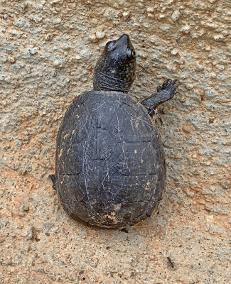 Eastern Mud Turtle (Juvenile)