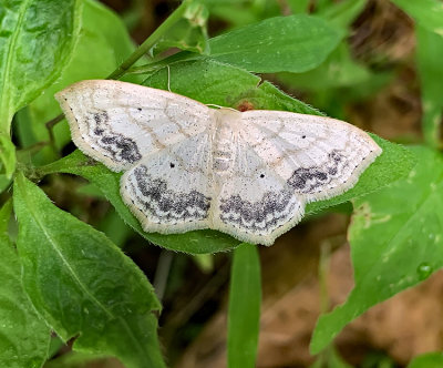 Large Lace Border Moth (7159)
