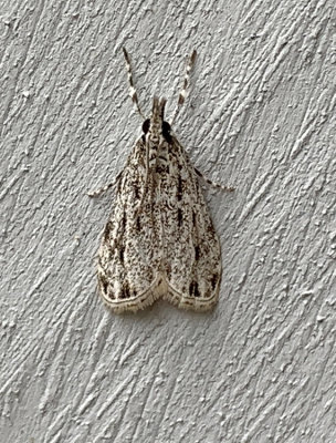 Striped Eudonia Moth (4738)