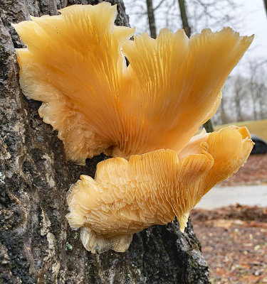 Oyster Mushroom