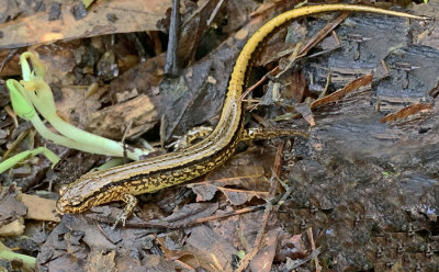 Southern Two-lined Salamander