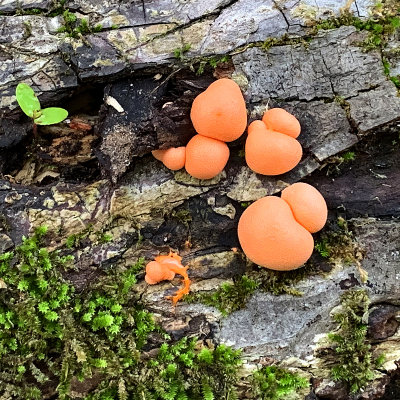 A Ture Slime Mold