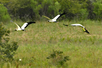 Wood Storks in Flight