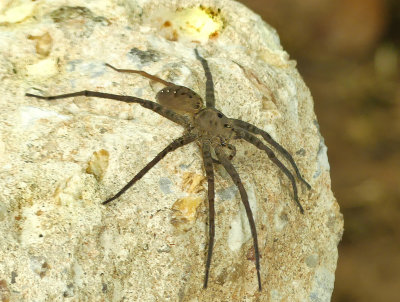 Fishing Spiders (Family: Dolomedes)