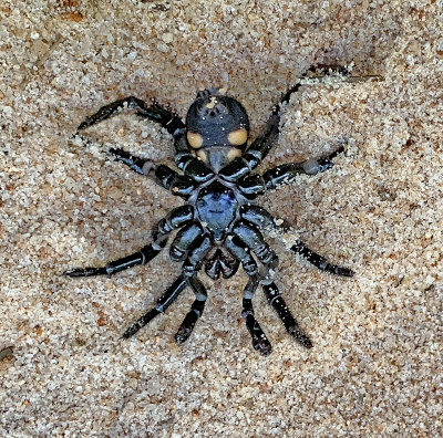 Cork-lid Trap Door Spider (Ventral View)