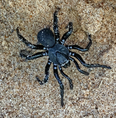 Cork-lid Trapdoor Spider (Dorsal View)