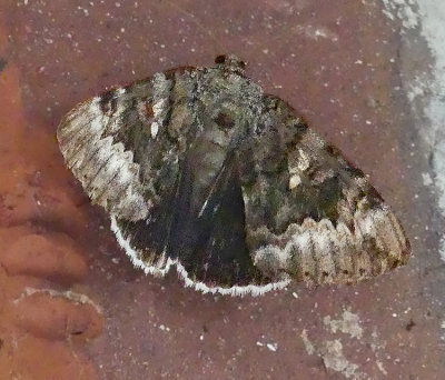 Epione Underwing Moth (8773)