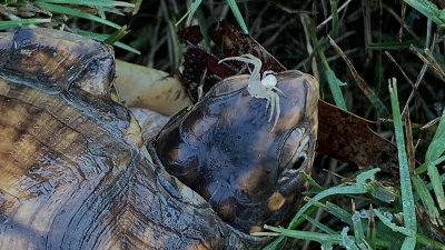 Box Turtle with Spider.
