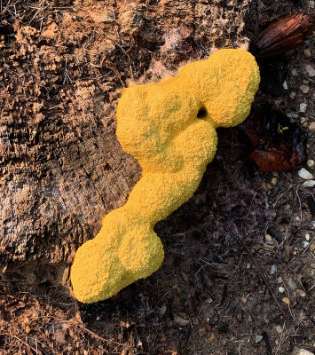 Dog Vomit Slime Mold