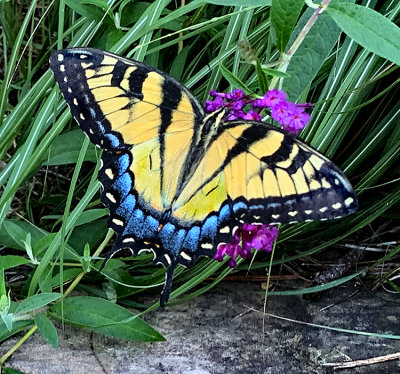 Eastern Tiger Swallowtail (Female) Taken with iPhone xs Max