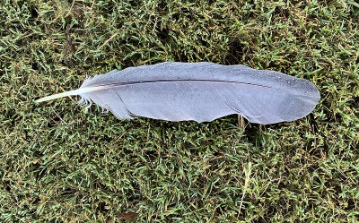 Mississippi Kite Primary Feather