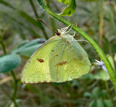 Cloudless Sulphur taken with iPhone xs Max