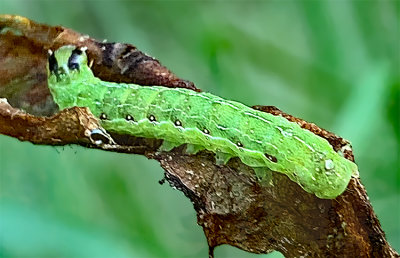 The Cobbler Moth Caterpillar (9699)