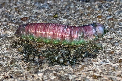 White-dotted Prominent Moth Caterpillar (7915)