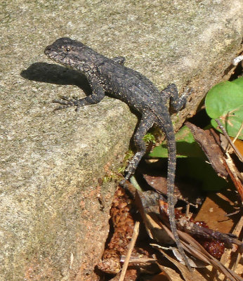 Eastern Fence Lizard