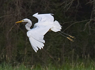 GREG with Yellow Feet observed in Minnesota 
