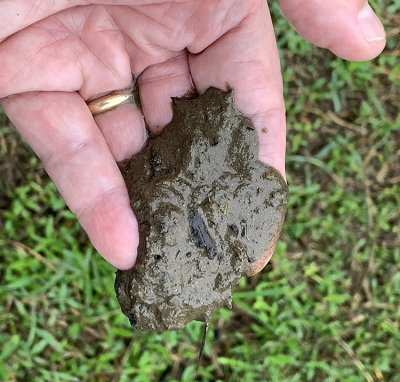 Mud from lagoon where GREG was foraging