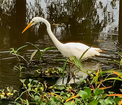 Great Egret with Yellow Feet