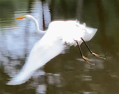 GREG w/ yellow feet in flight 2
