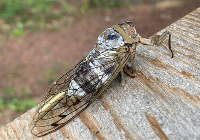 Northern Dusk-singing Cicada 