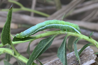 Soybean Looper Moth Caterpillar (8890)