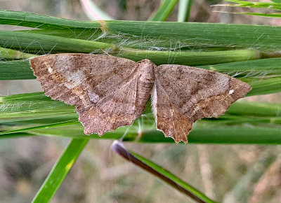 One-spotted Variant Moth (6654)