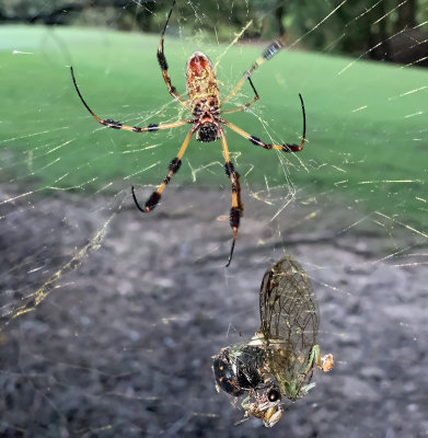 Female with Cicada Prey