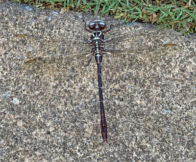 Two-striped Forceptail 