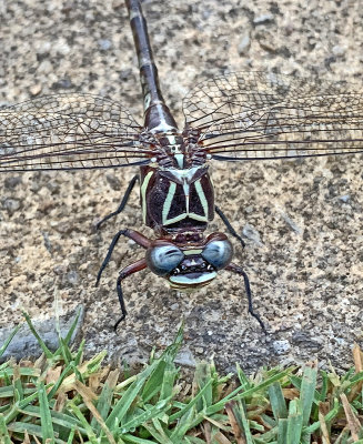 Two striped Forceptail Frontal 