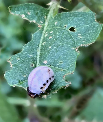 False Colorado Potato Beetle Larva