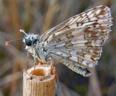 Common Checkered Skipper with Red Appendages