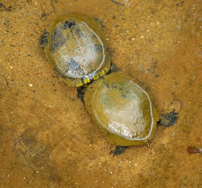 Pond Sliders
