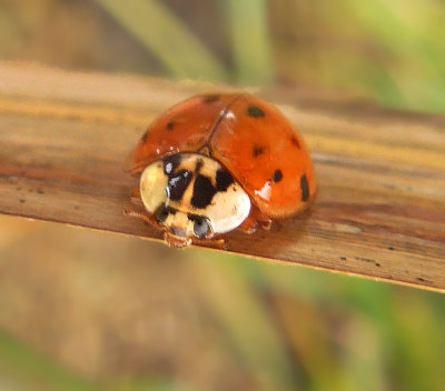 Multicolored Asian Lady Beetle