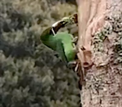 Colombian Toucanet Video