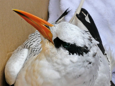 Detail of head and beak