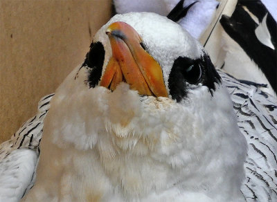 Beak detail
