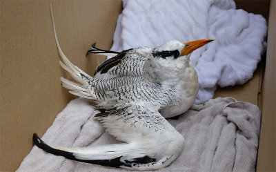 With wings open