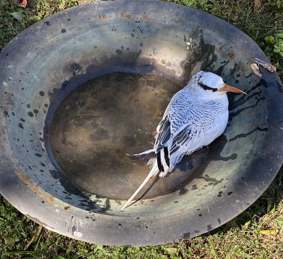 In water bath provided after grounding.