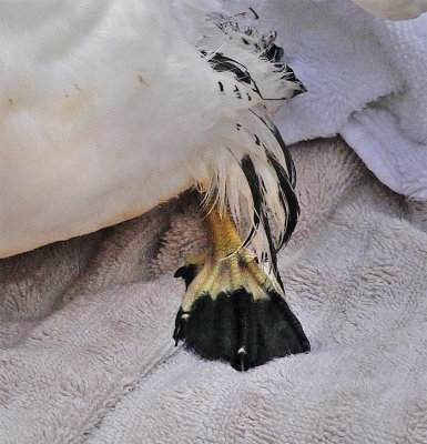 Detail of foot