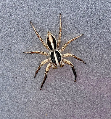 Pantropical Jumping Spider (Plexippus sp.)